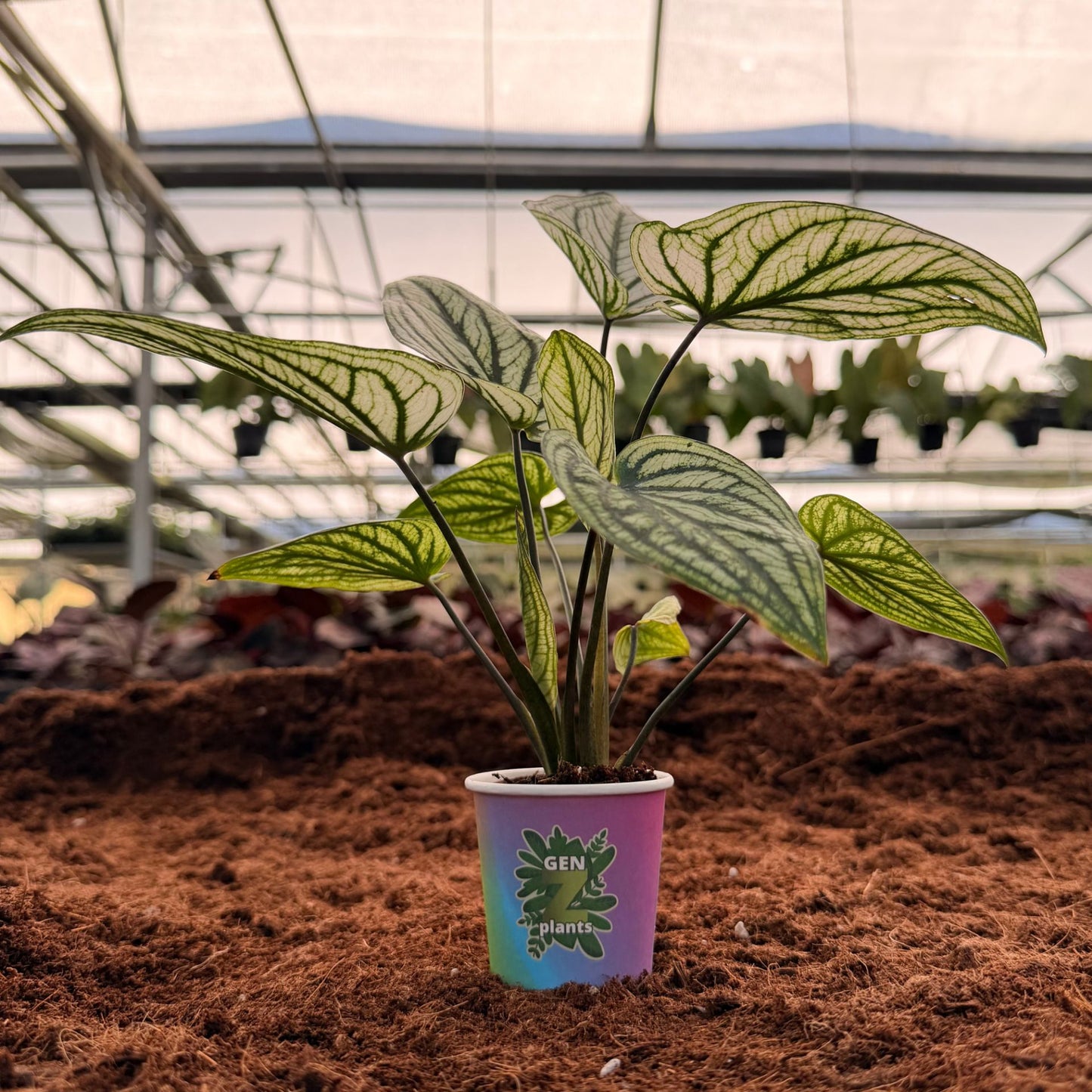 2" Caladium Green Elfe