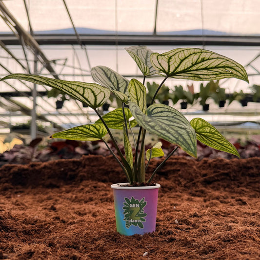 2" Caladium Green Elfe