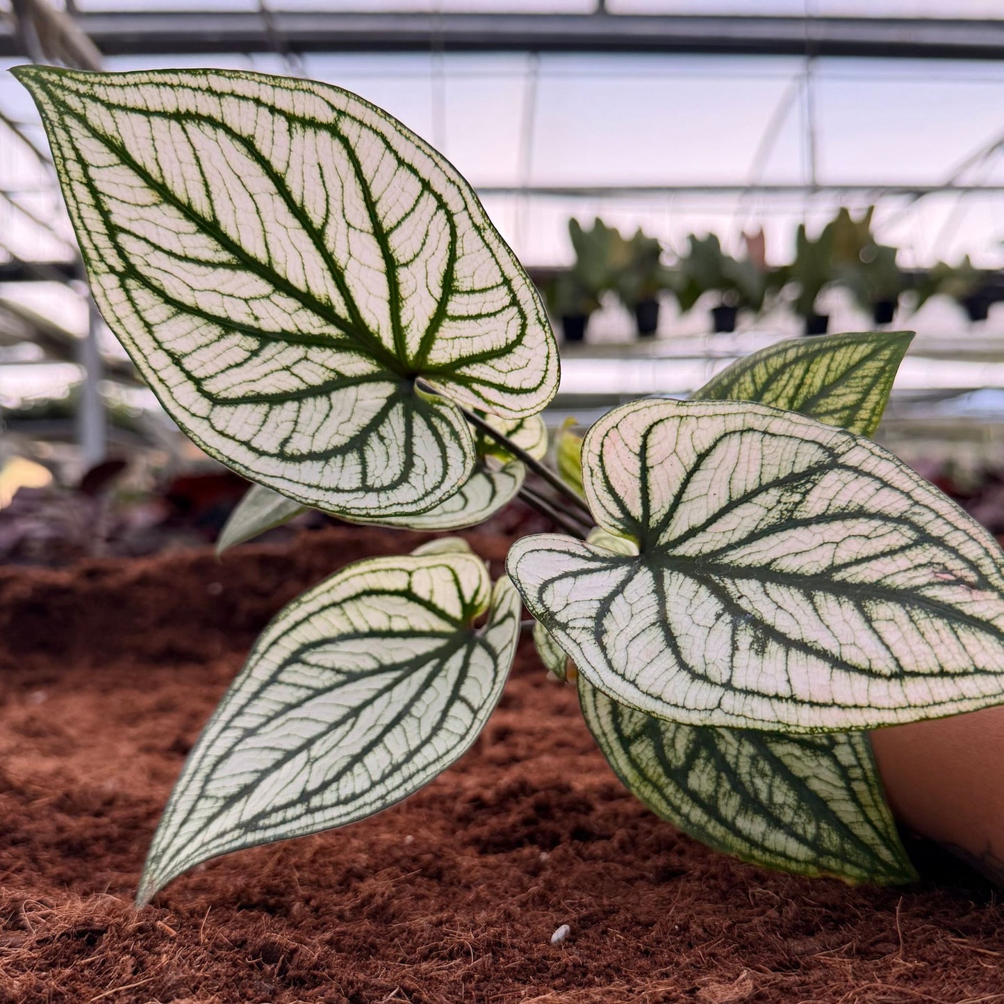 2" Caladium Green Elfe