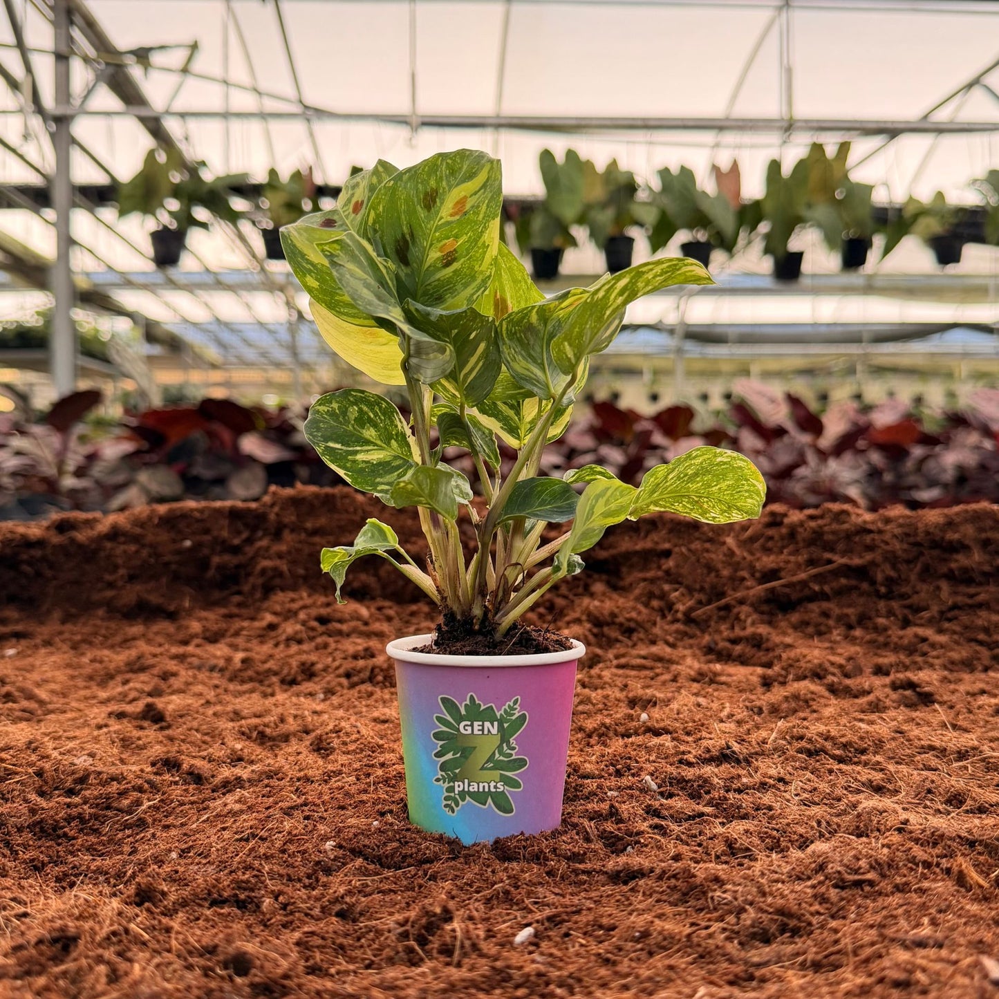 BECOOL Package 2" Plants