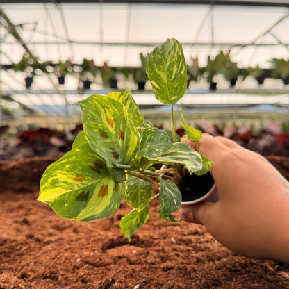 2" Maranta Leuconeura Variegated