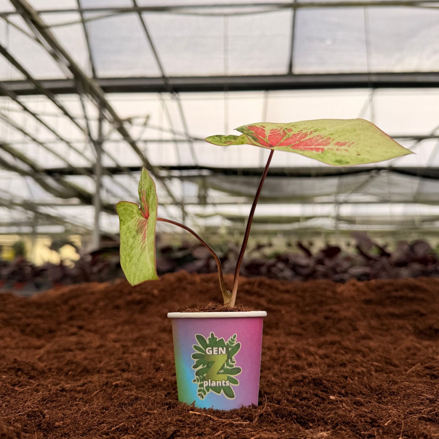 2" Caladium Peach Juice