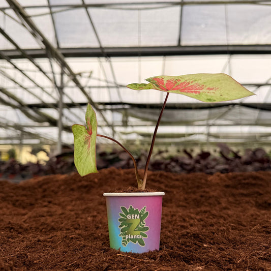 2" Caladium Peach Juice