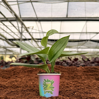 BELEAF Package 2" Plants