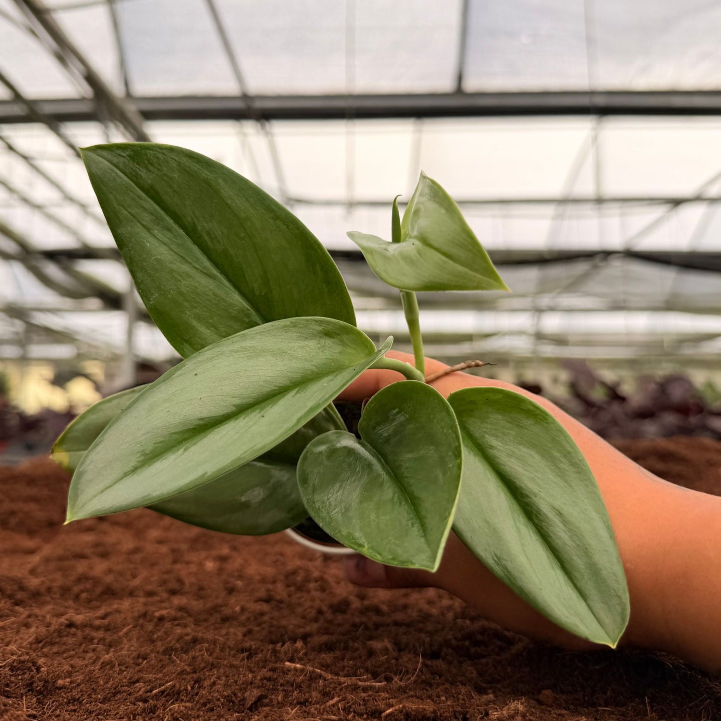 2" Scindapsus Treubii Moonlight