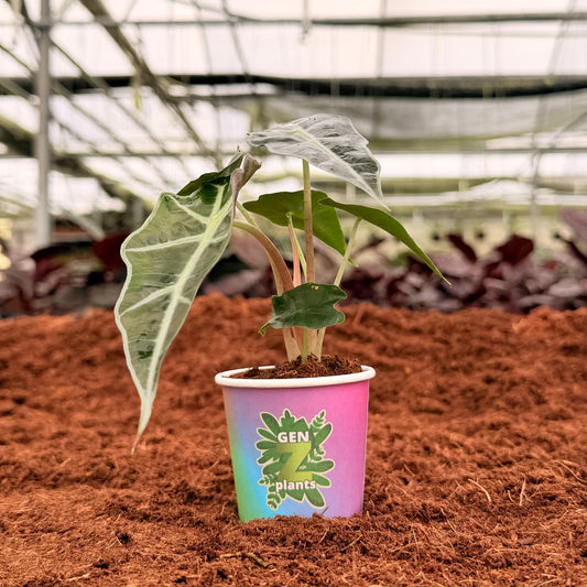 2” Alocasia Polly Dwar