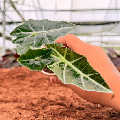2” Alocasia Polly Dwar