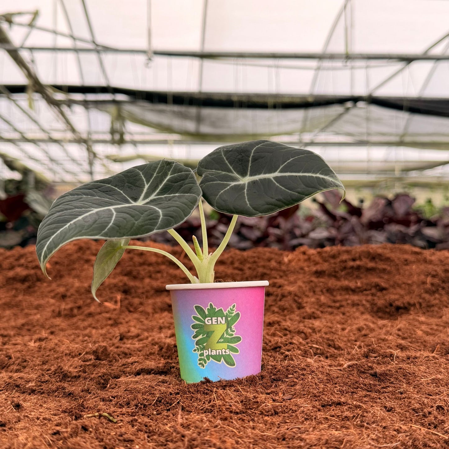 2" Alocasia Black Velvet