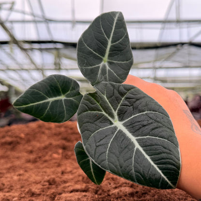 2" Alocasia Black Velvet