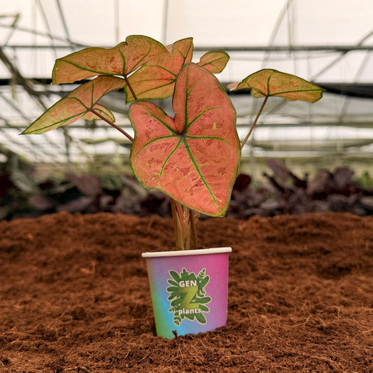 2" Caladium The Scarlet Girl