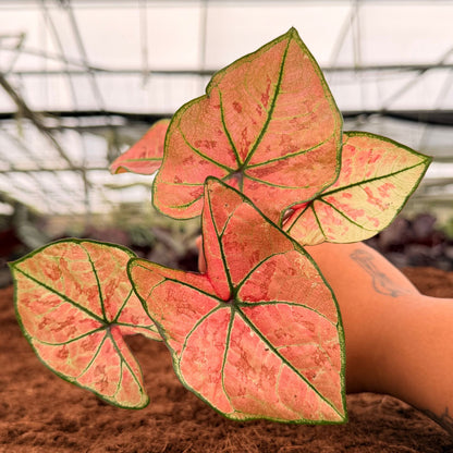 2" Caladium The Scarlet Girl