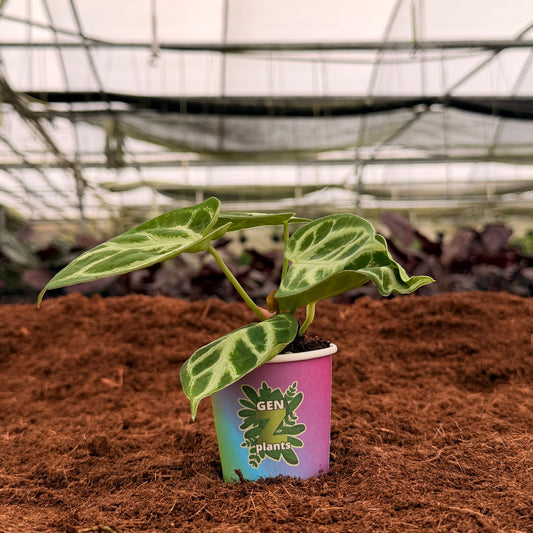 2" Anthurium Dorayaki X Silver Blush