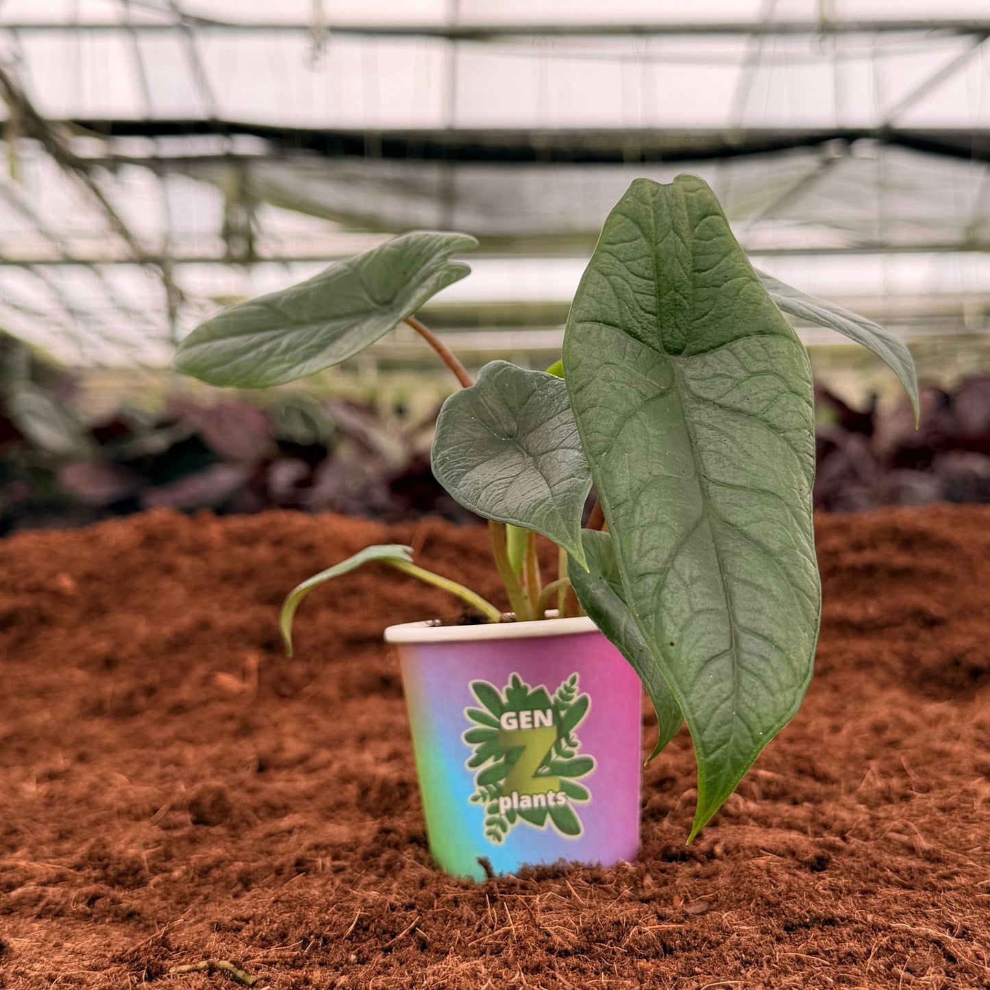 2" Alocasia Scalprum