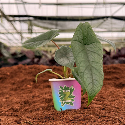 2" Alocasia Scalprum