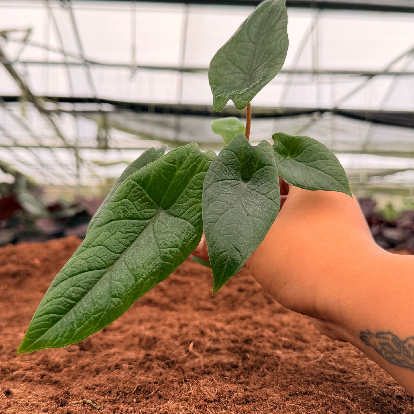 2" Alocasia Scalprum