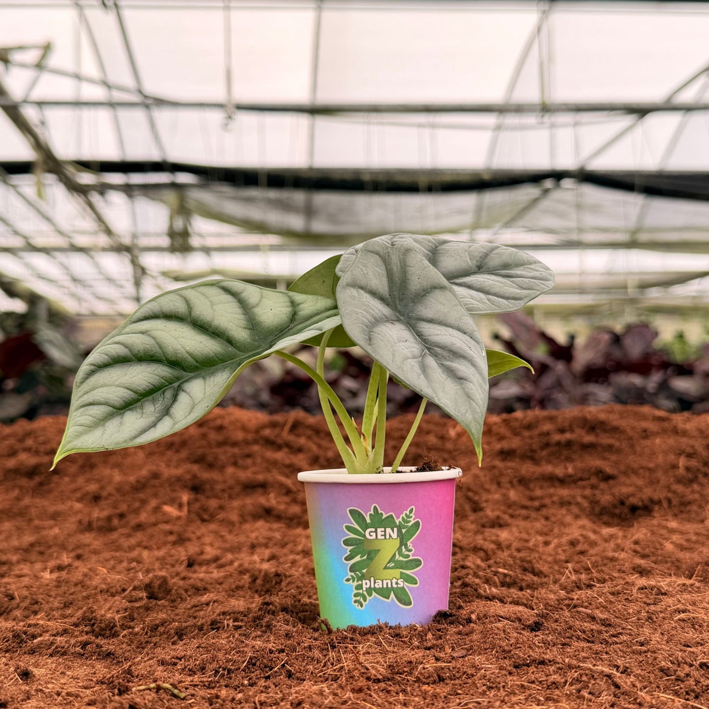 2" Alocasia Silver Dragon