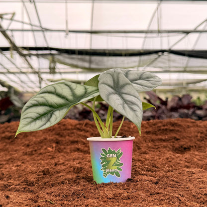 2" Alocasia Silver Dragon