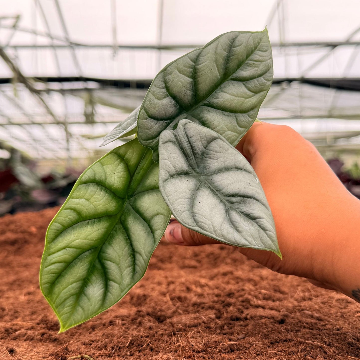 2" Alocasia Silver Dragon