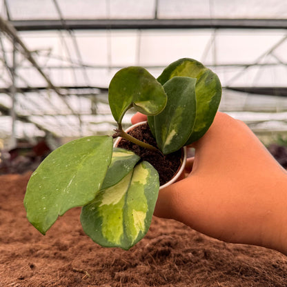 2" Hoya Obovata