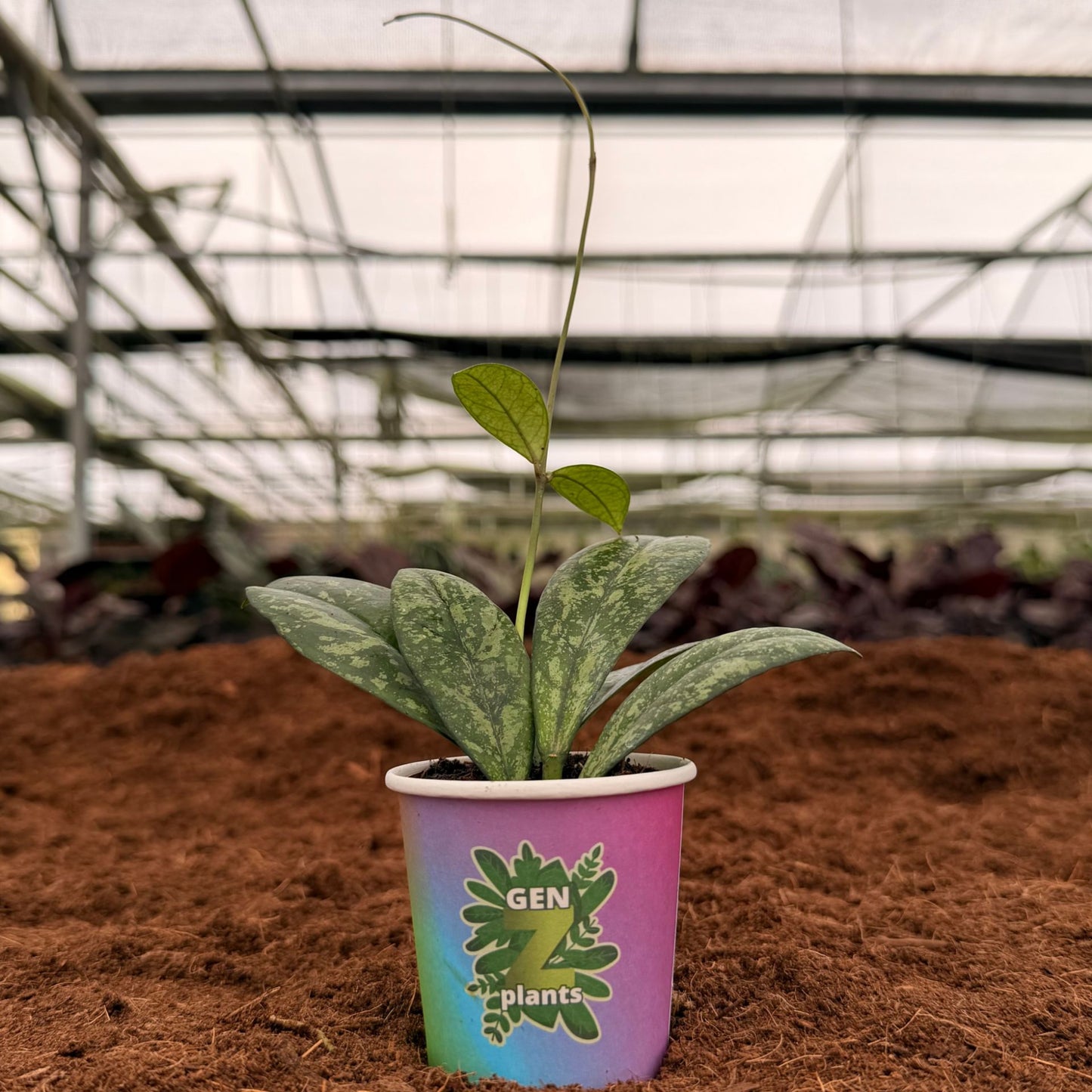 BECOOL Package 2" Plants