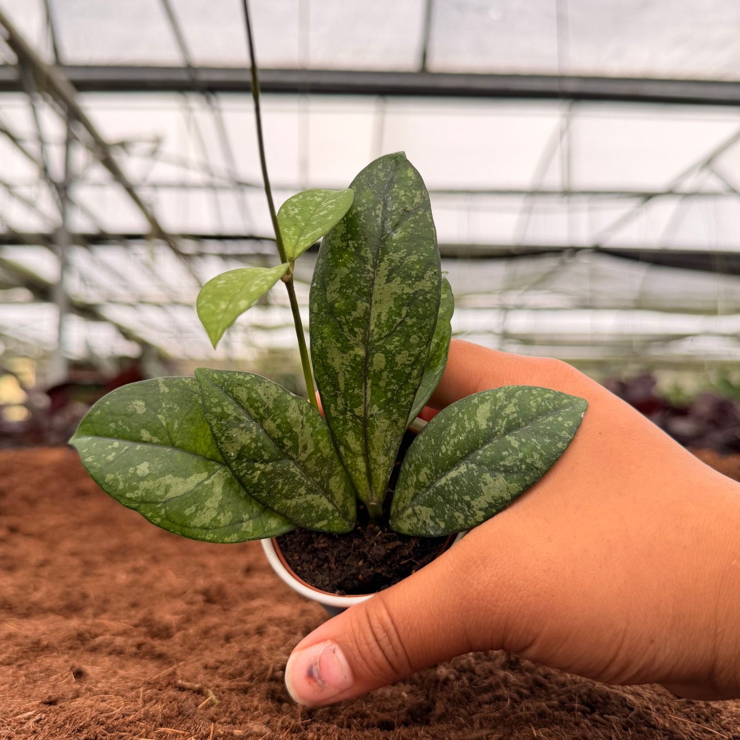 2" Hoya Crassipetiolata