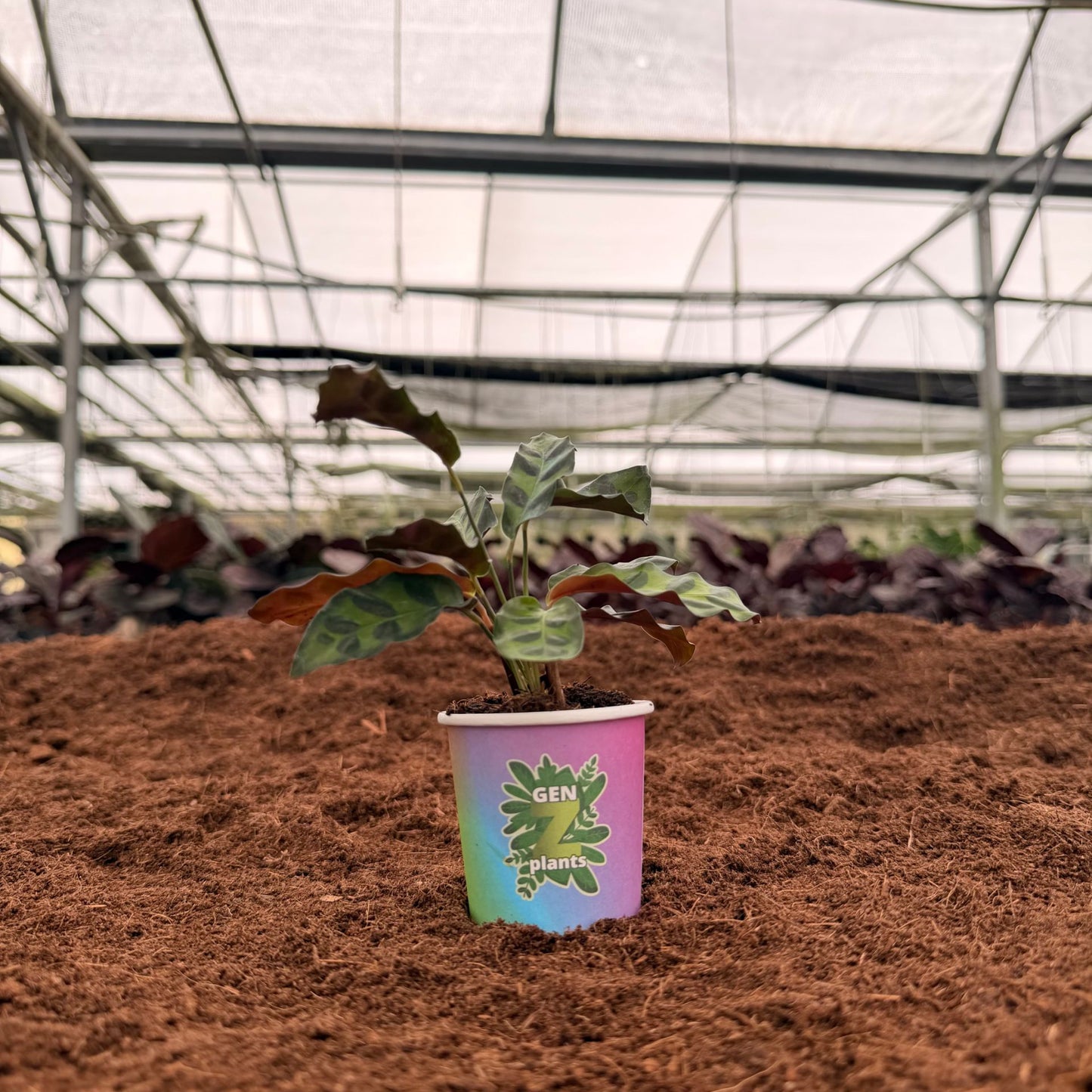 BELEAF Package 2" Plants