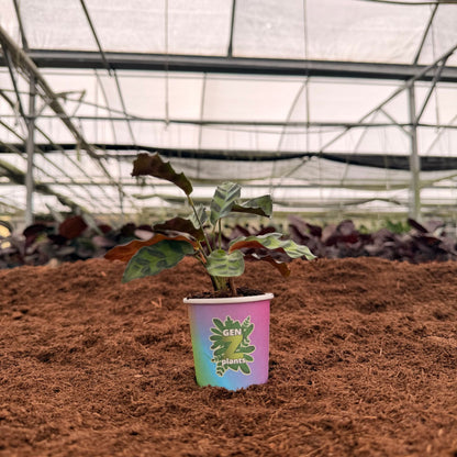 BELEAF Package 2" Plants