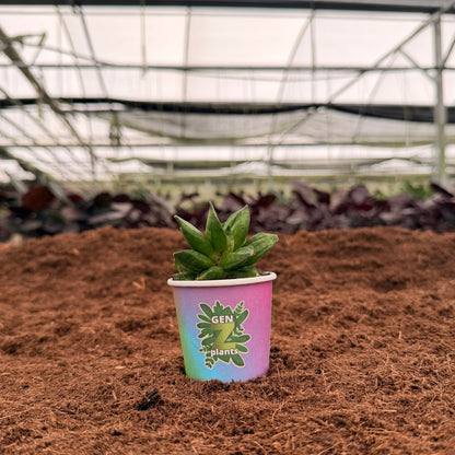 BECOOL Package 2" Plants