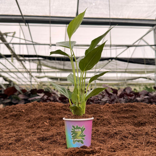 2" Anthurium Auspicious Red