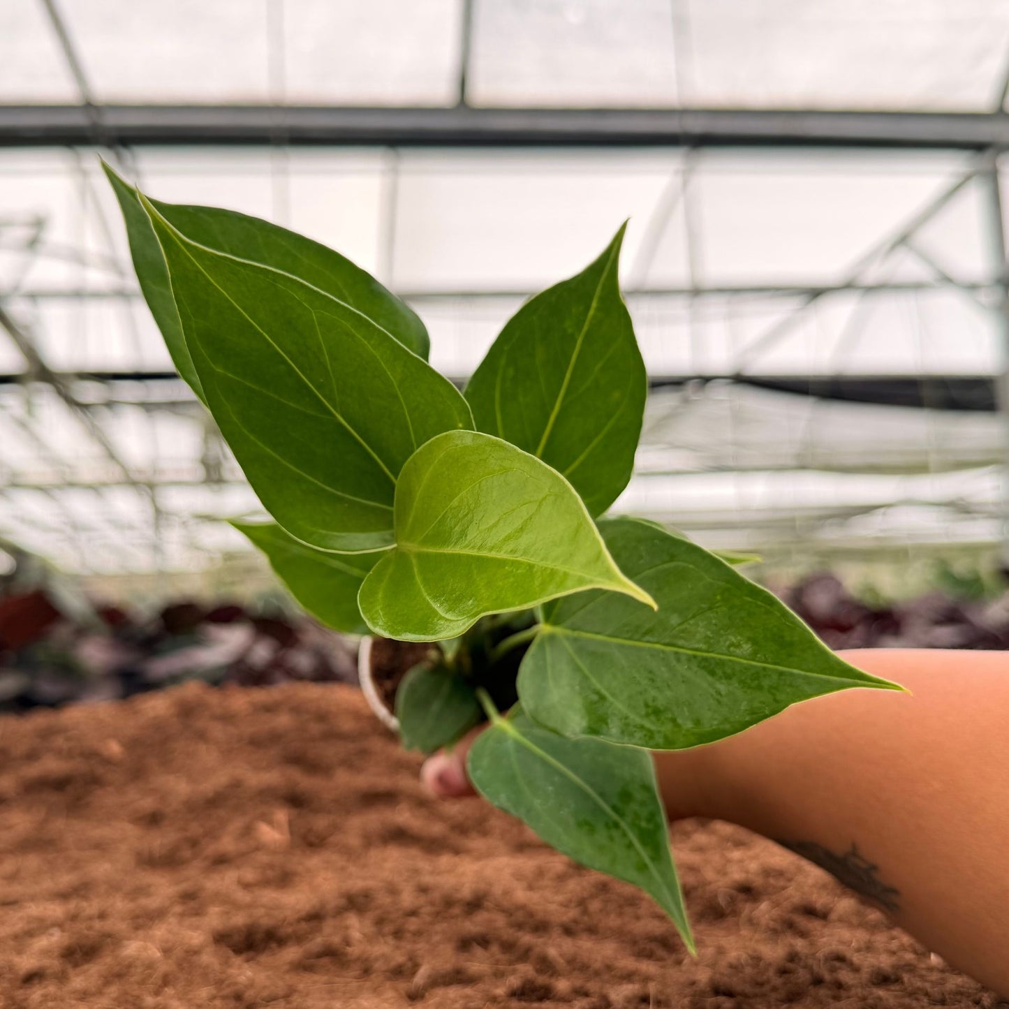 2" Anthurium Auspicious Red