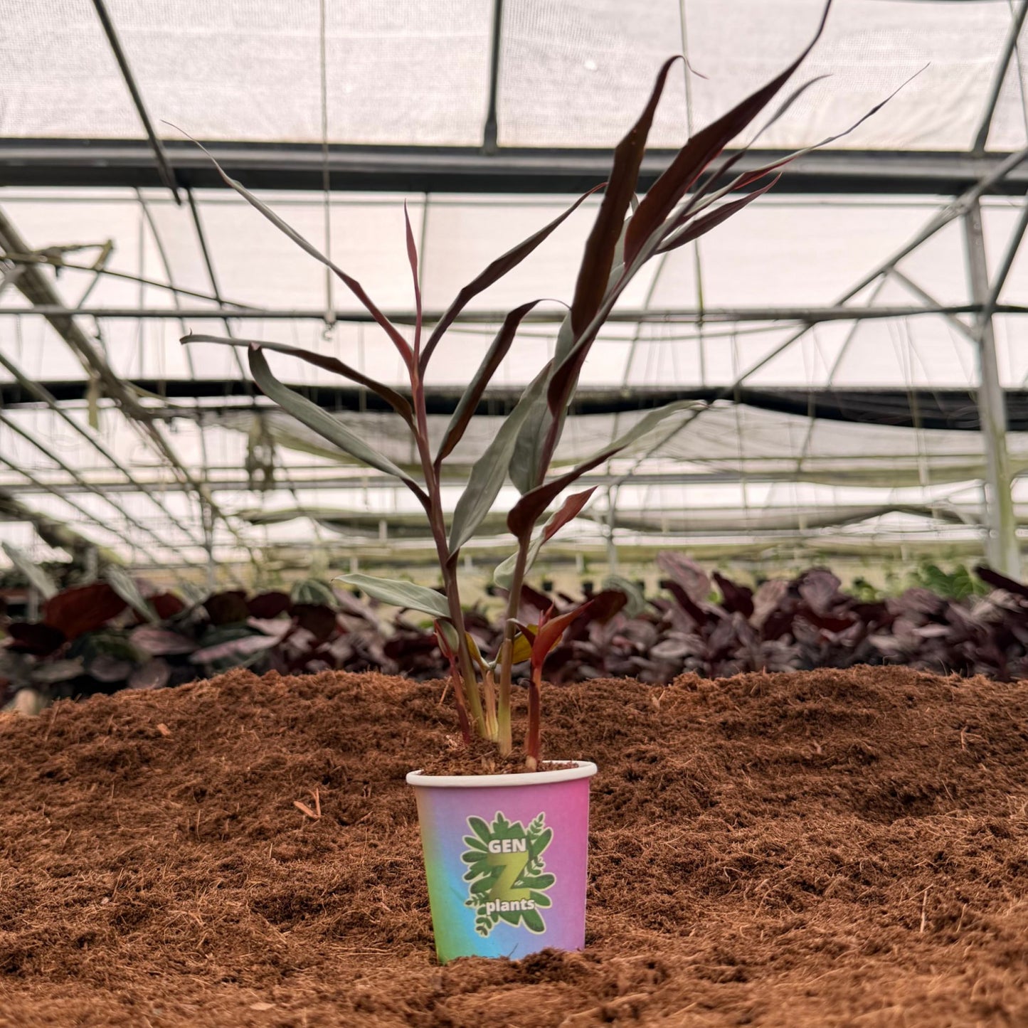 2" Red Bamboo Ginger