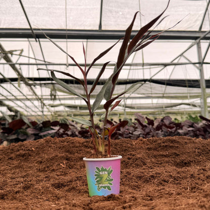 2" Red Bamboo Ginger