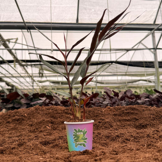 2" Red Bamboo Ginger