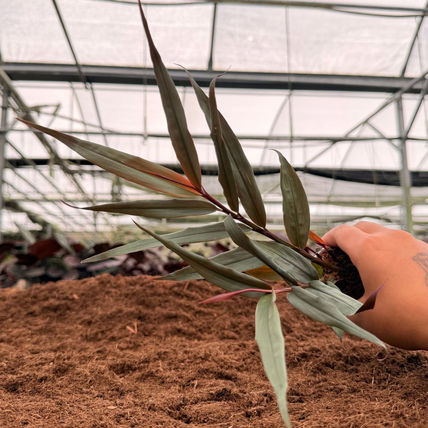 2" Red Bamboo Ginger