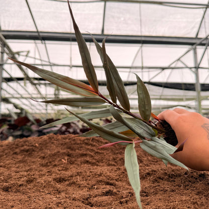 2" Red Bamboo Ginger
