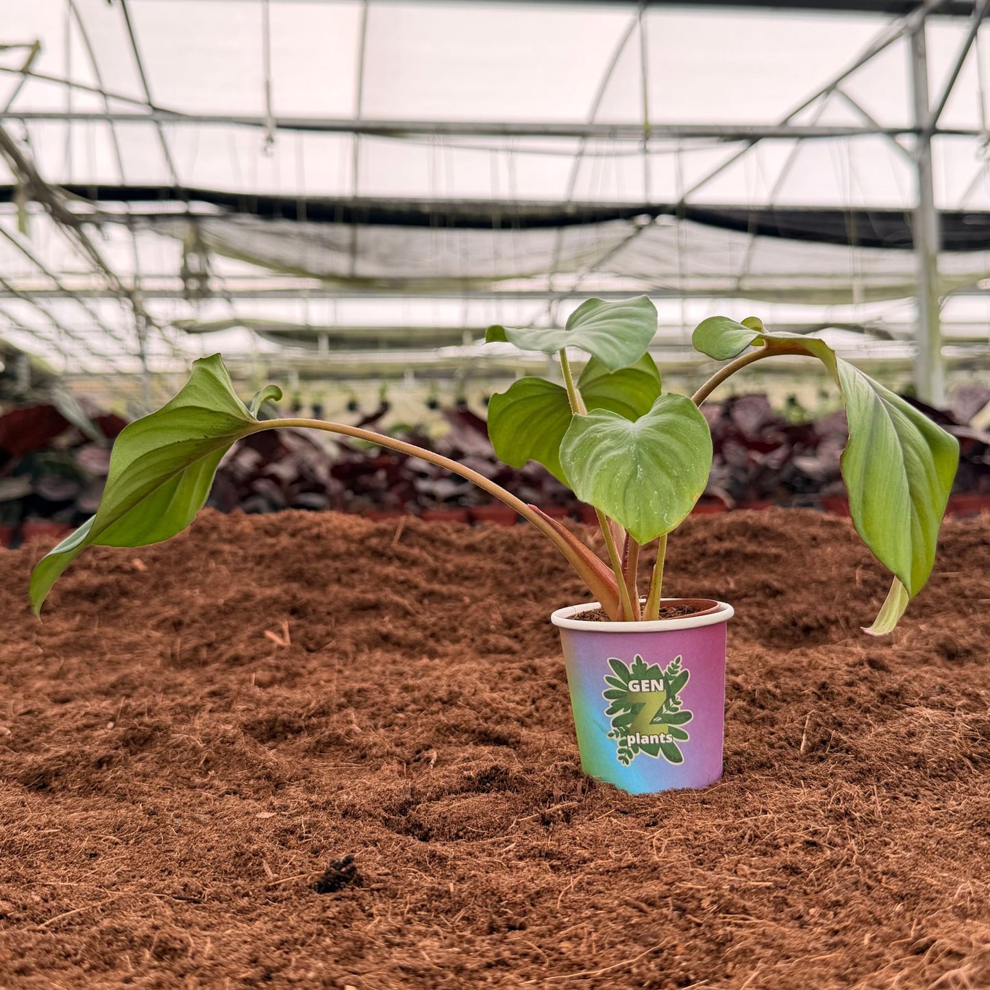 BECOOL Package 2" Plants