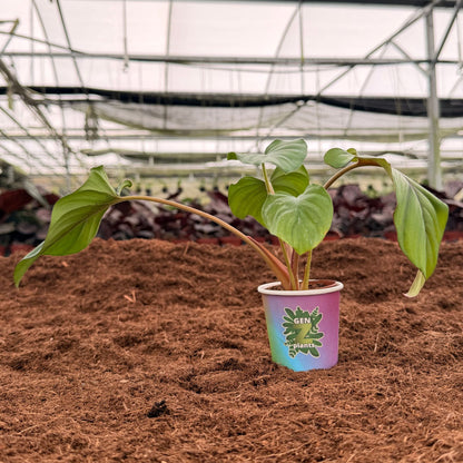 BECOOL Package 2" Plants