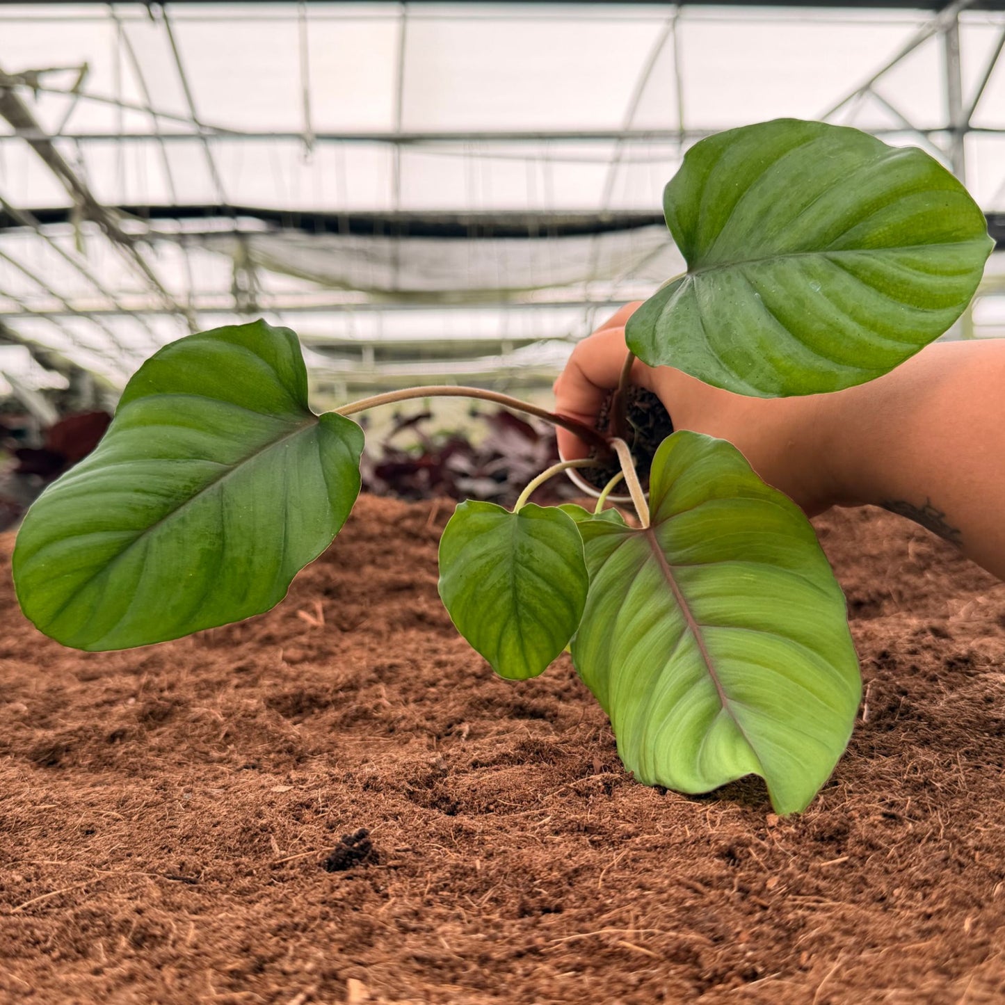 2" Homalomena rubescens 'Maggy'