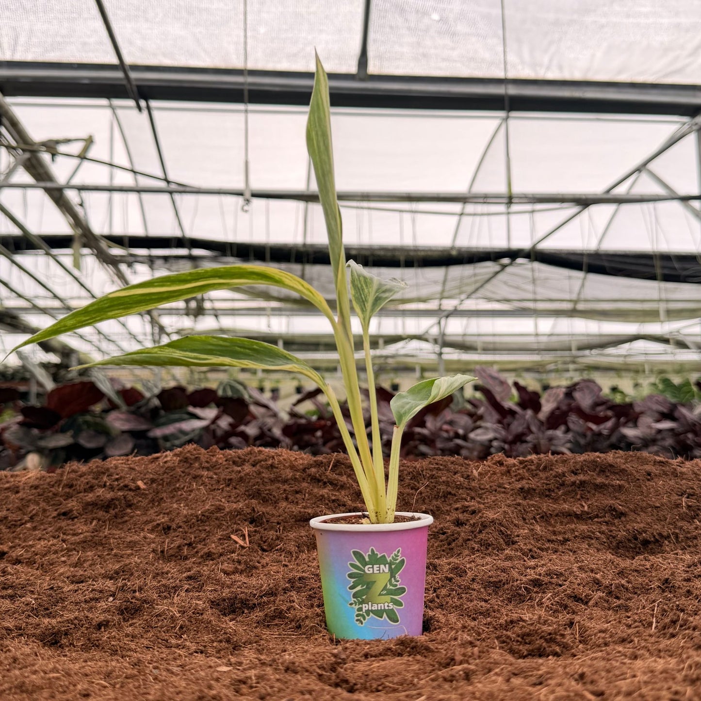 2" Alpinia Variegated