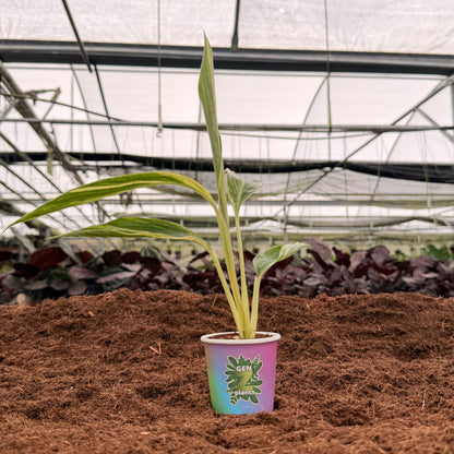 2" Alpinia Variegated