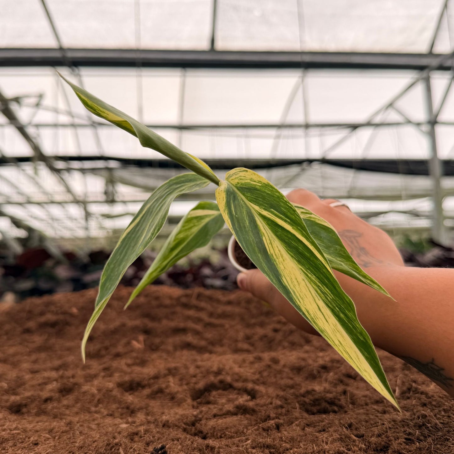 2" Alpinia Variegated