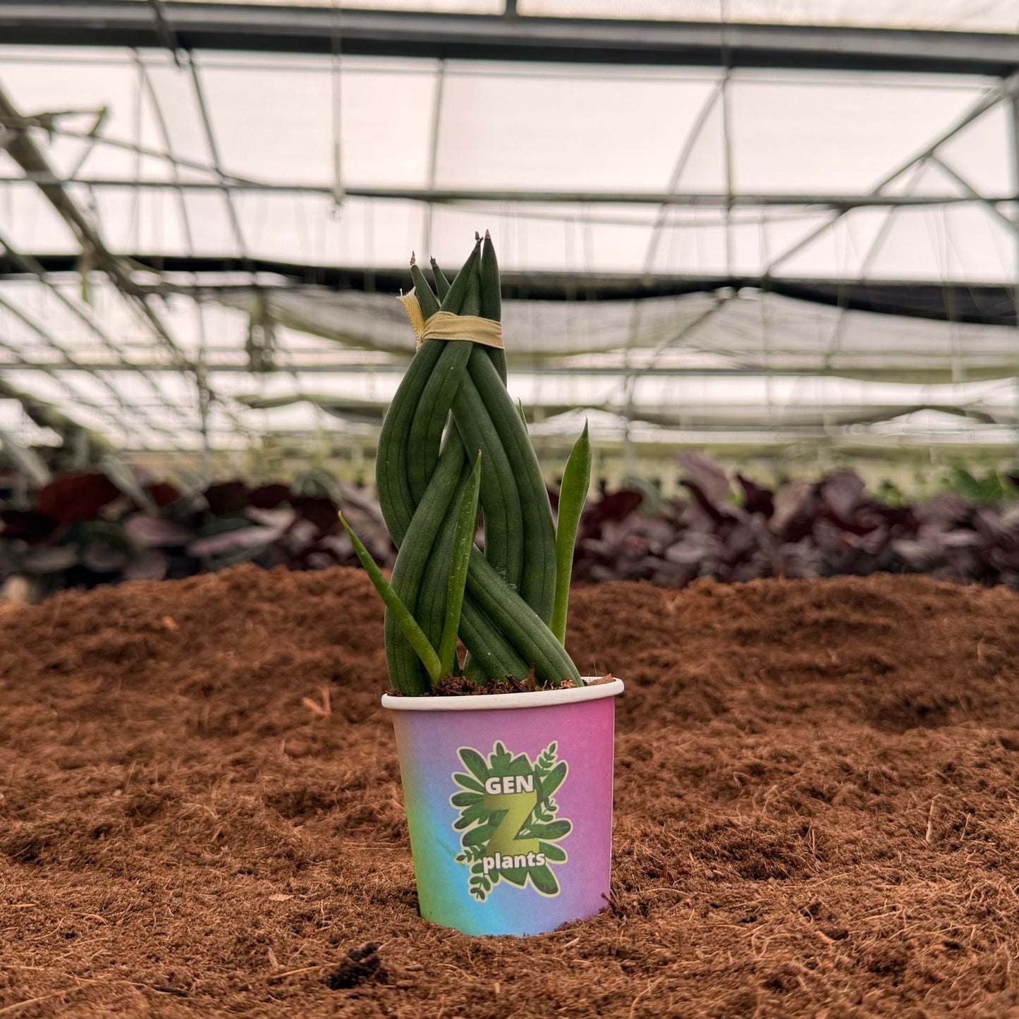 2" Sansevieria Cylindrica Braid
