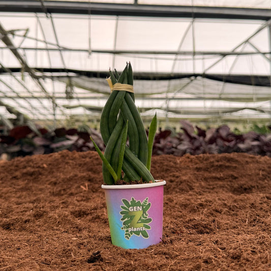 2" Sansevieria Cylindrica Braid