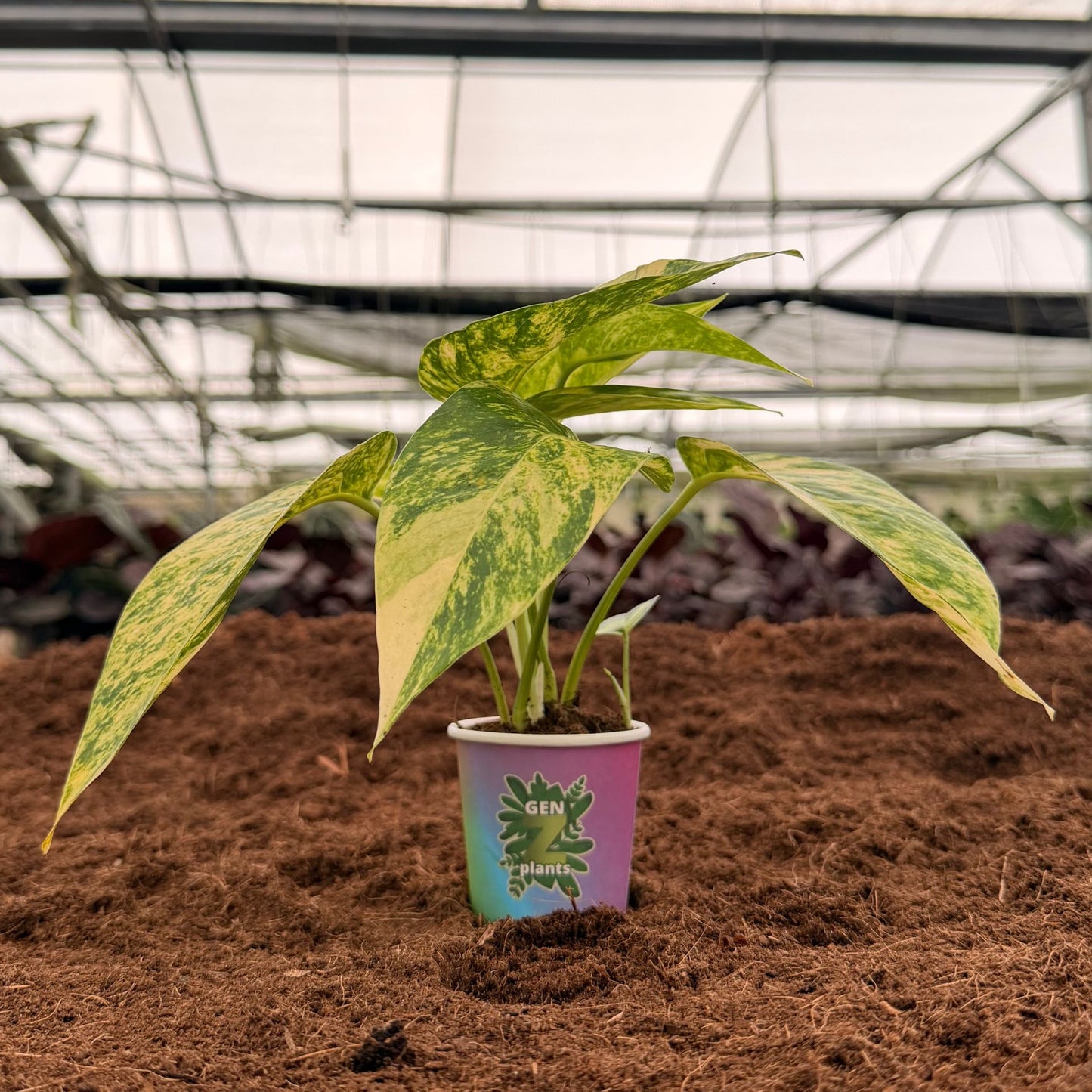 BEBOLD Package 2" Plants