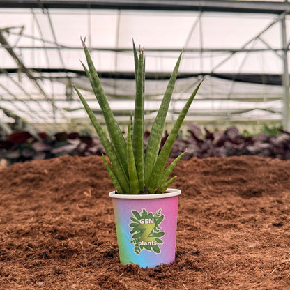 2" Sansevieria Dancing Queen