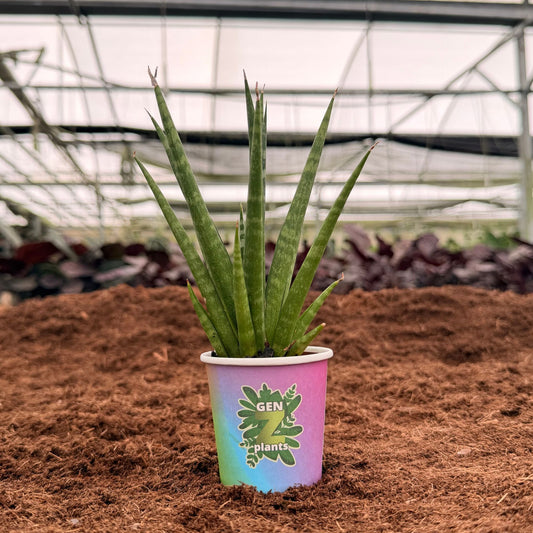 2" Sansevieria Dancing Queen