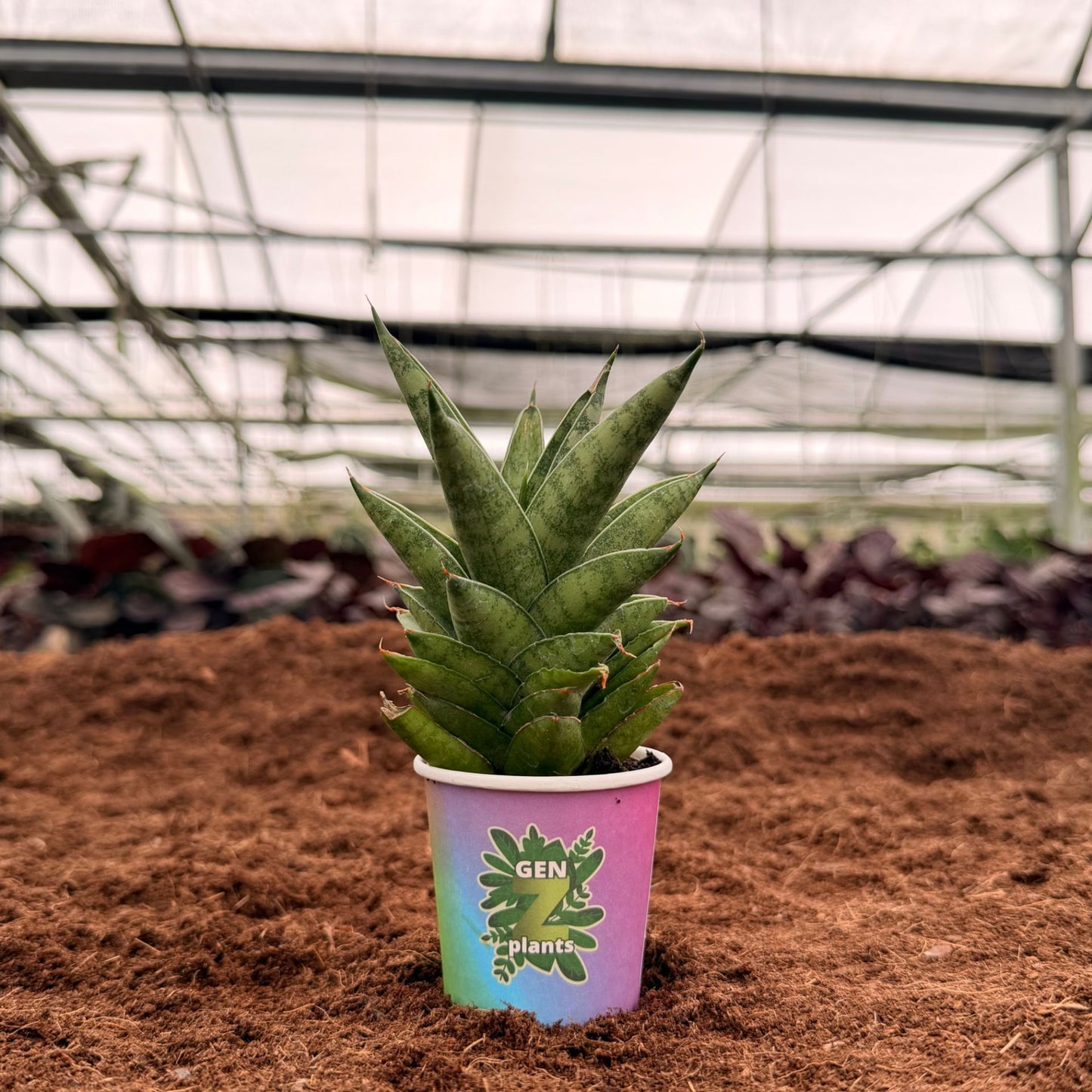 2" Sansevieria Pagodah Green