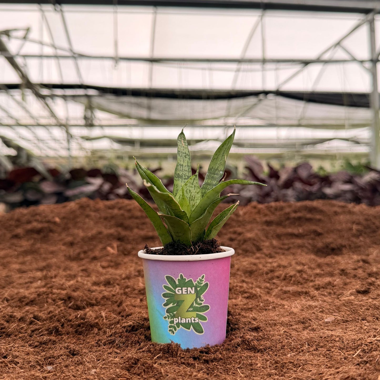 2" Sansevieria Josephine