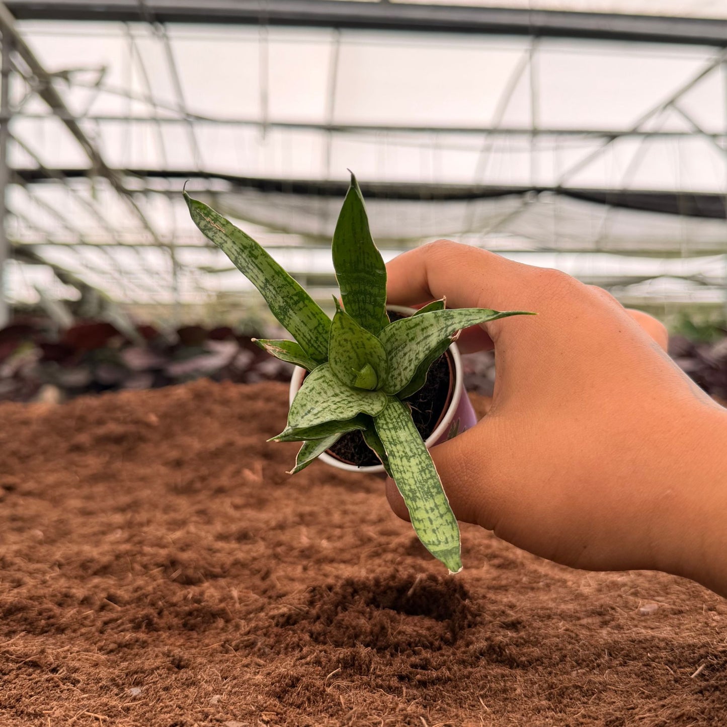 2" Sansevieria Josephine