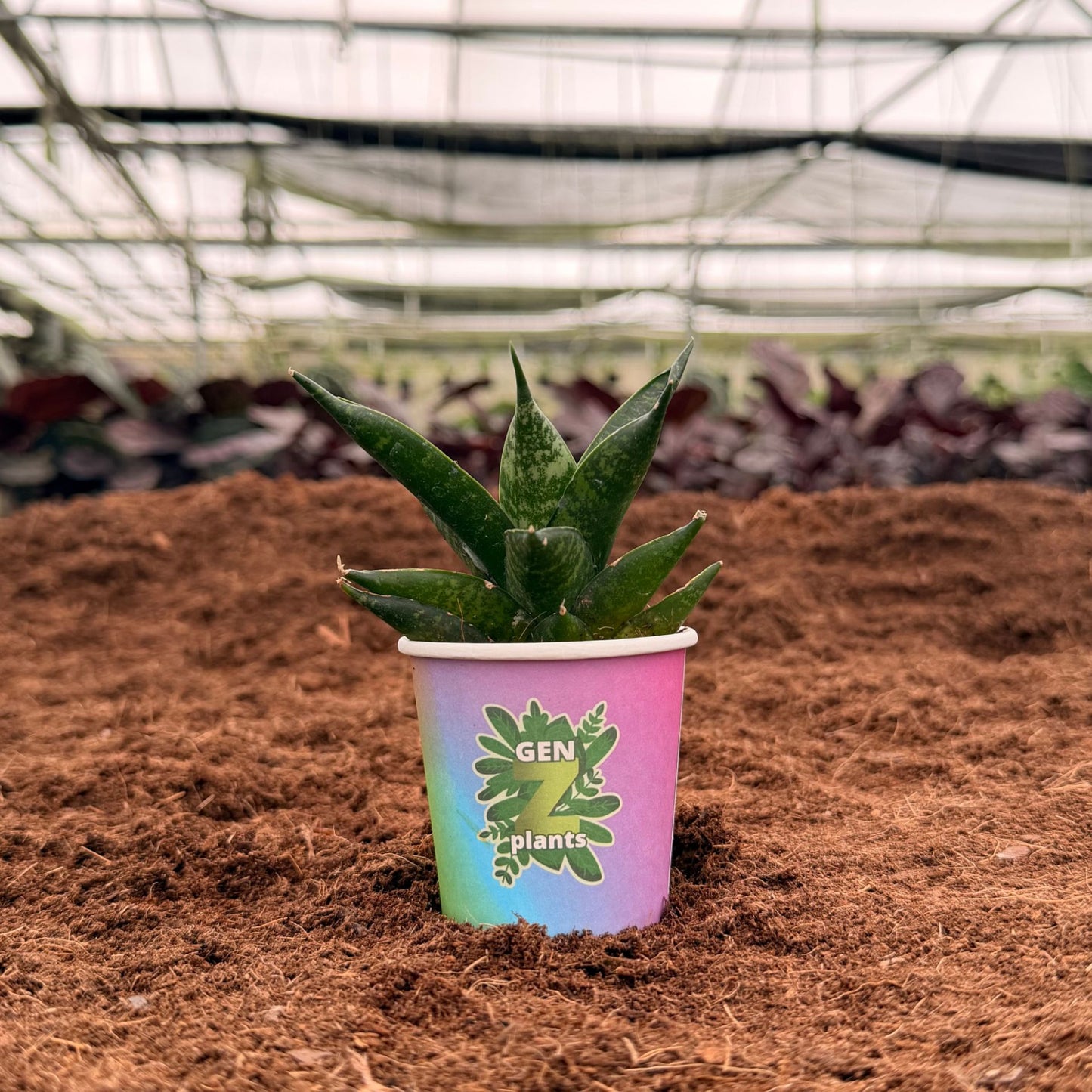 2" Sansevieria Pagodah Black